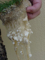 Grass on Fytocell Fytofoam - Waterbesparing Flake application - Water saving testing - Water besparing Midden Oosten