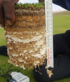 Fytofoam® - roots throughout the root-zone Fytofoam® - roots throughout the root-zone