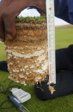 Fytofoam® - roots throughout the root-zone Fytofoam® - roots throughout the root-zone