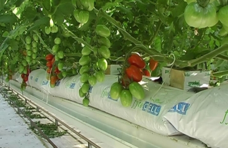 Tomatoes on Fytocell slabs Soil less culture Tomatoes growing on Fytocell substrate