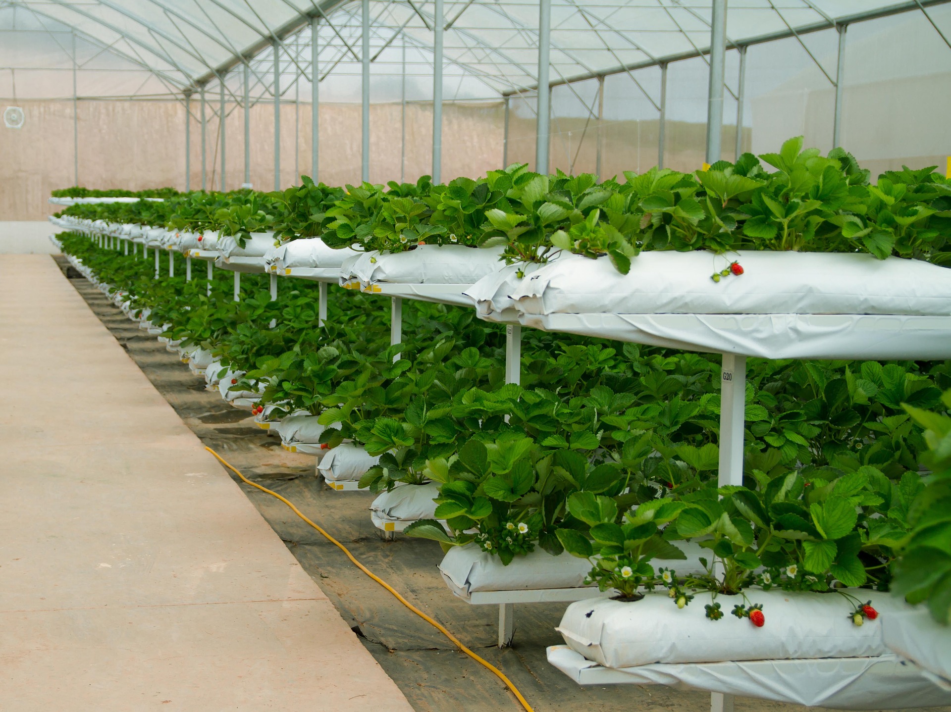 Strawberries on Fytocell Strawberry growing Water saving Fytocell Cases Resins Agro