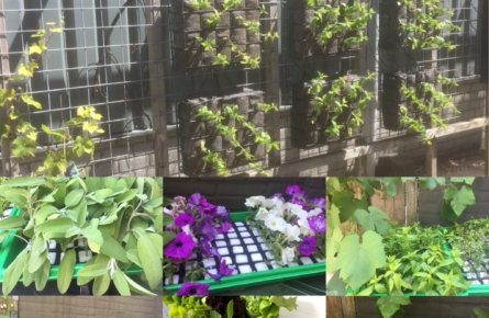 Hydrocell Vertical Garden Vertical garden Hydrocell & Fytocell plugs