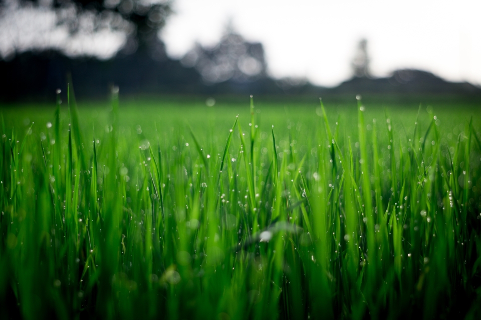 Fytocell Grass Resins Agro Grass - Fytocell / Fytofoam